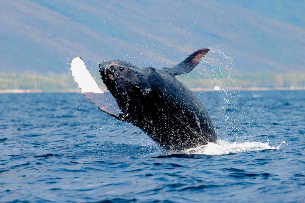 Hawaii vacation news: Whales are back!